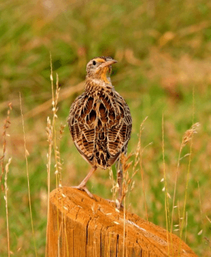 Pombo Torcaz